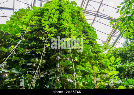 Giant grape vines hanging in a greenhouse, tropical cultivated plant specie, Horticulture and nature background Stock Photo