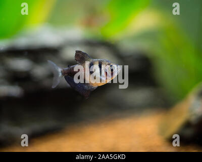 Black Skirt Tetra (Gymnocorymbus ternetzi) in a fish tank Stock Photo