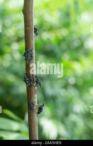 Black nymph stage, spotted lanternfly on sumac tree, Berks County, Pennsylvania Stock Photo