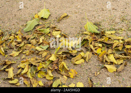 Autunm leaves on the ground Stock Photo