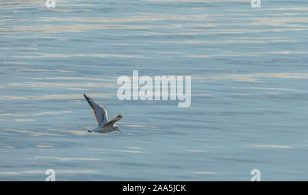 little gull flying over sea looking por fishes hydrocoloeus minutus Stock Photo