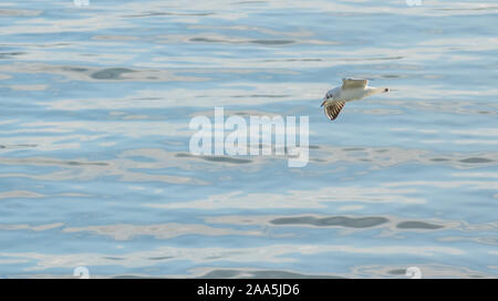 hydrocoloeus minutus little gull flying over sea Stock Photo