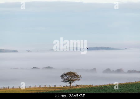 On a Misty Morning in Aberdeenshire a Lone Tree is Visible on the Ridge of a Hill. Stock Photo