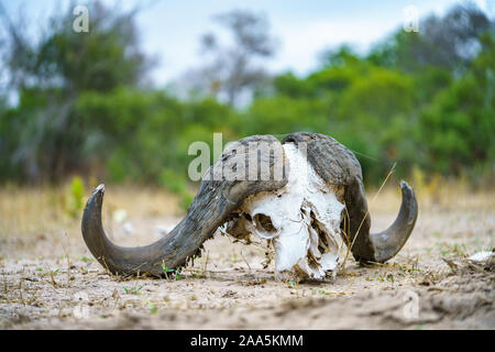 skull of african buffalo in kruger national park in mpumalanga in south africa Stock Photo