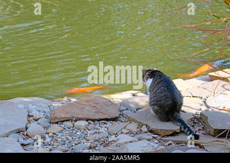 A cat sits on stone slabs near the pond. Gold fish swim in the pond, the cat hunts fish. Stock Photo