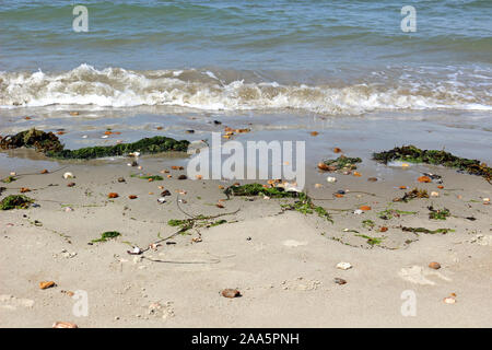 Beach Shoreline. Closeup of gentle waves on the shore with seaweed, shells and pebbles on the beach Stock Photo