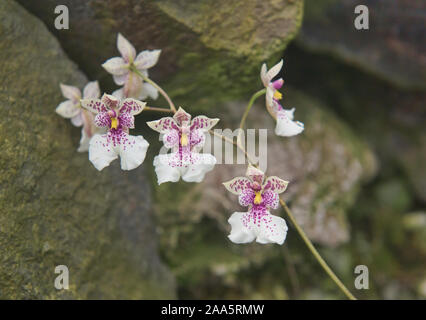 Cyrtochilum (Oncidium) villenaorum orchids in the Quito Botanical Gardens, Quito, Ecuador Stock Photo