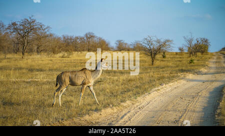 wild kudu in kruger national park in mpumalanga in south africa Stock Photo