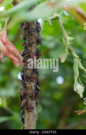 Close-up of Spotted Lanternfly red nymph stage, on sumac tree branch, Berks County, Pennsylvania, lycorma delicatula Stock Photo