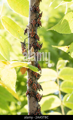 Close-up of Spotted Lanternfly red nymph stage and newly emerged adult, on sumac tree branch, Berks County, Pennsylvania. Stock Photo