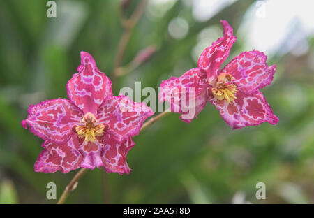 Odontioda orchids in the Quito Botanical Gardens, Quito, Ecuador Stock Photo