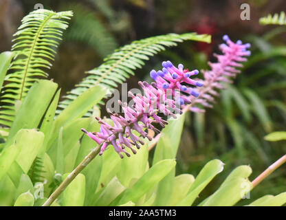 Fumitory (Fumaria officinalis) growing in the Quito Botanical Gardens, Quito, Ecuador Stock Photo