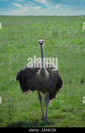 Ostrich walking down hill. Looking at camera with grass background. Struthio camelus is a large, flightless bird that can reach speeds over 45 miles p Stock Photo