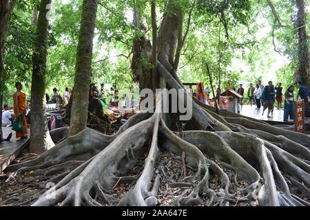 Wat Kham Chanot, Roots of Chanot Trees, Amphoe Ban Dung, Udon Thani  Province, Isaan, Northeast Thailand, Holy Trees, Widely Branched Roots  Stock Photo - Alamy