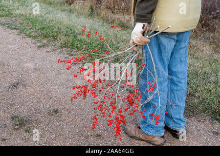 A man harvesting wild growing winter berries. Stock Photo