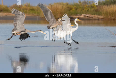 The adult great blue heron is chasing the juvenile one and scared two great egrets fishing nearby Stock Photo