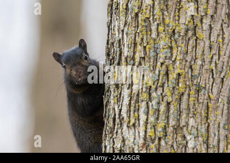 Black phase of eastern gray squirrel (Sciurus carolinensis) in winter Stock Photo