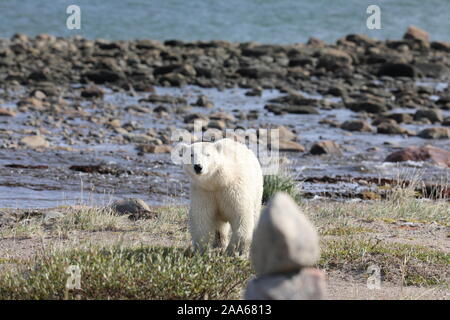 Polar Bear (Ursus Maritimus) walking along an arctic coastline and being curious, near Arviat, Nunavut Canada Stock Photo