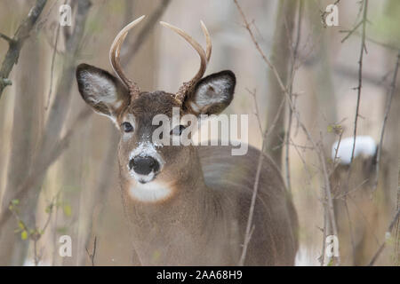 Male White-tailed deer in winter Stock Photo