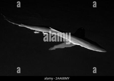 Silky shark (Carcharhinus falciformis) swims at surface during night in Revillagigedo, Mexico Stock Photo