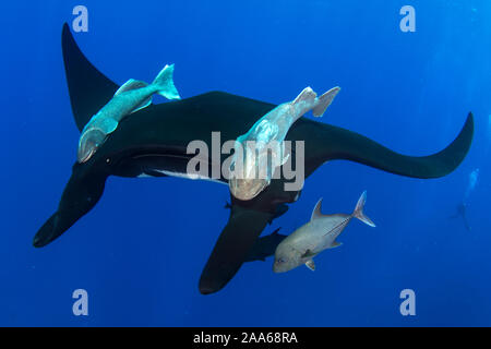 Giant Chevron Manta Ray (Mobula birostris) and fish in San Benedicto Island, Revillagigedo Stock Photo