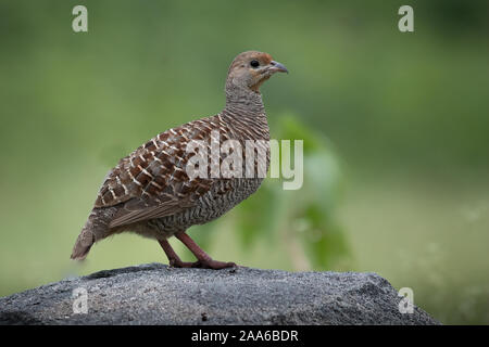 Grey Francolin on a Rock with green background Stock Photo