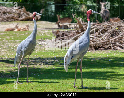 Exotic Sarus Crane birds on the meadow Stock Photo