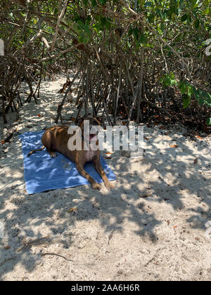 big boxer dog gets dirty at the beach Stock Photo