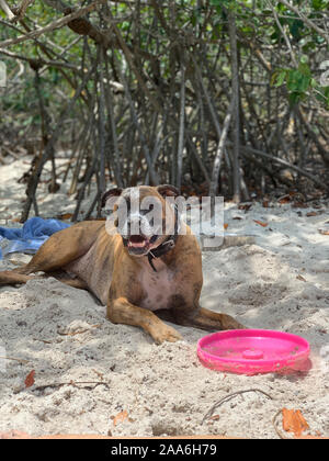 big boxer dog gets dirty at the beach Stock Photo