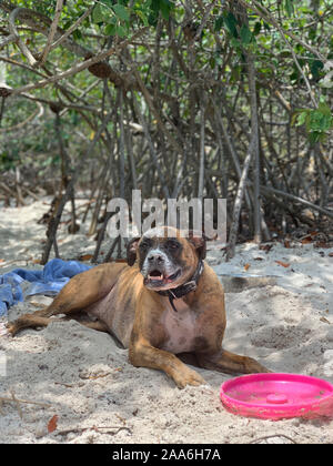 big boxer dog gets dirty at the beach Stock Photo