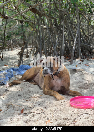 big boxer dog gets dirty at the beach Stock Photo