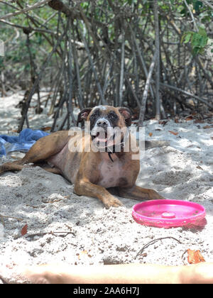 big boxer dog gets dirty at the beach Stock Photo