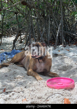 big boxer dog gets dirty at the beach Stock Photo