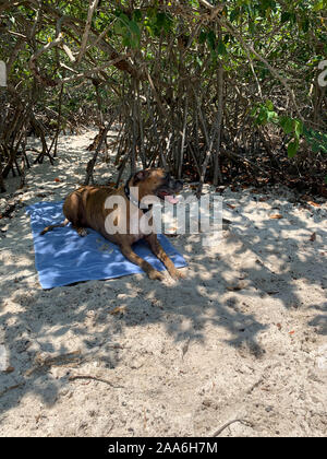 big boxer dog gets dirty at the beach Stock Photo