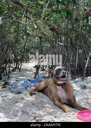 big boxer dog gets dirty at the beach Stock Photo