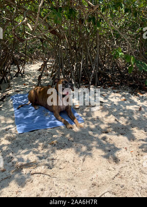 big boxer dog gets dirty at the beach Stock Photo