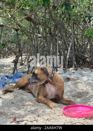 big boxer dog gets dirty at the beach Stock Photo