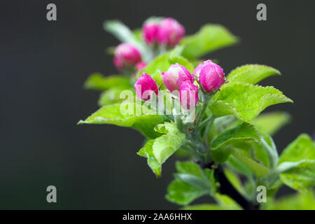 Pink apple buds (Malus Domestica) with rain drops on a dark background. Stock Photo