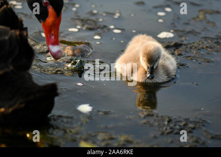 Black Swan Cygnet swimming beside mother Stock Photo