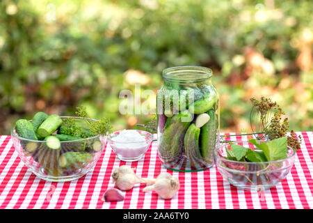 Cucumbers and spices for preservation. Spice garlic and cucumbers in a jar on a red checkered tablecloth. Natural green background Stock Photo