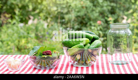 Procurement of ingredients for the preservation of cucumbers. Spice garlic and cucumbers on a red checkered tablecloth. Natural green background Stock Photo