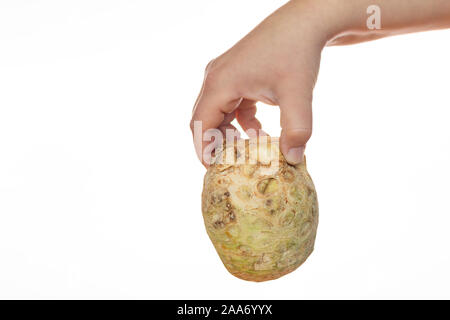 Hand holds celery root isolated on white background. Vegetables in the kitchen. Addition to soups and salads. Healthy food. Farmer and his products. Stock Photo