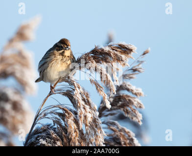 Female Reed Bunting (Emberiza schoeniclus) perched on frost covered reed, Suffolk Stock Photo
