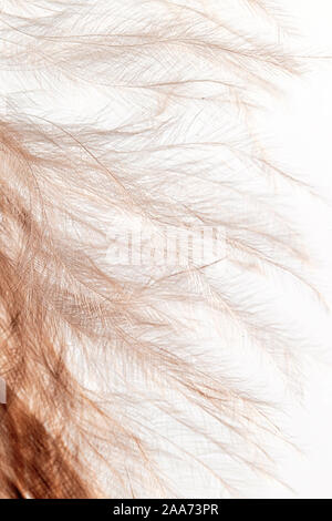 Fragment of bird feather. Soft focus, close-up. Blurred feather blur. duck feathers as a background. macro. Stock Photo