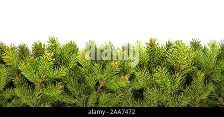 Christmas tree branches on white Stock Photo