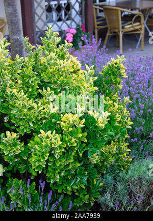 Euonymus japonicus 'Ovatus Aureus' Stock Photo