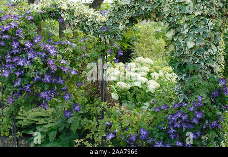 Efeu, Hedera helix 'Glacier' Stock Photo