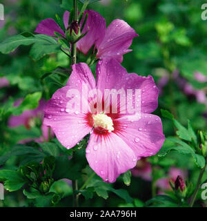 Hibiscus syriacus 'Russian Violet' Stock Photo