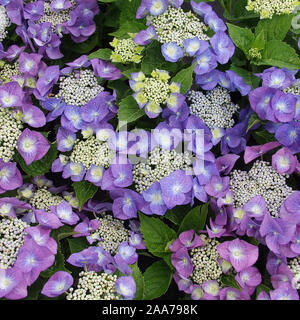 Hydrangea macrophylla Blaumeise Stock Photo