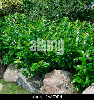 Prunus laurocerasus 'Caucasica' Stock Photo